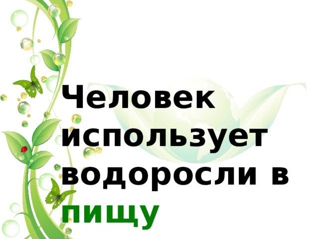 Человек использует водоросли в пищу 