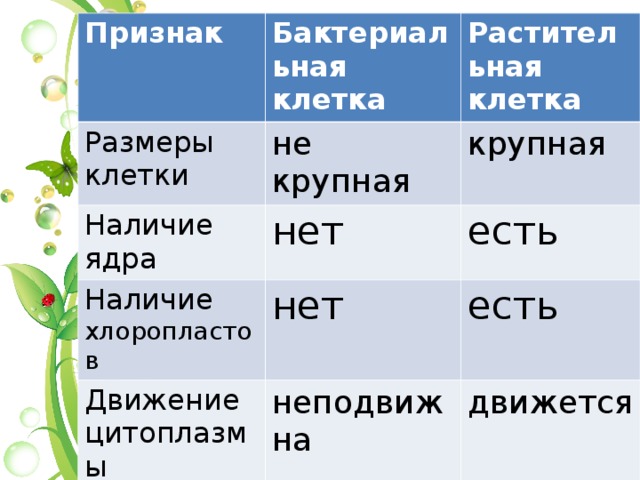 Признак Бактериальная  клетка Размеры клетки не крупная Наличие ядра Растительная клетка нет Наличие хлоропластов крупная нет есть Движение цитоплазмы есть неподвижна движется 