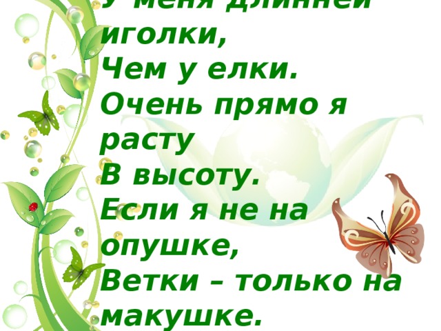У меня длинней иголки, Чем у елки. Очень прямо я расту В высоту. Если я не на опушке, Ветки – только на макушке.  