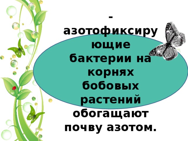 - азотофиксирующие бактерии на корнях бобовых растений обогащают почву азотом. 