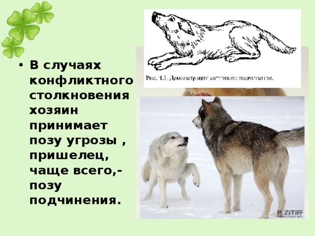 В случаях конфликтного столкновения хозяин принимает позу угрозы , пришелец, чаще всего,- позу подчинения.  