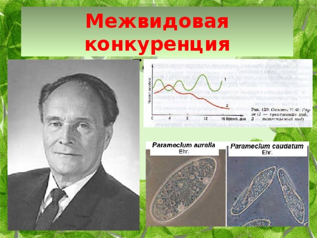 Межвидовая конкуренция Опыты Георгия Франциевича Гаузе 