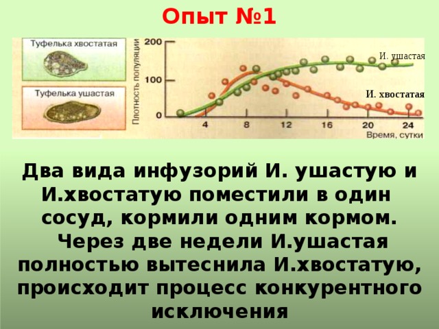 Опыт №1 И. ушастая И. хвостатая Два вида инфузорий И. ушастую и И.хвостатую поместили в один сосуд, кормили одним кормом.  Через две недели И.ушастая полностью вытеснила И.хвостатую, происходит процесс конкурентного исключения видов 