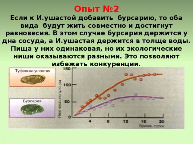  Опыт №2 Если к И.ушастой добавить бурсарию, то оба вида будут жить совместно и достигнут равновесия. В этом случае бурсария держится у дна сосуда, а И.ушастая держится в толще воды. Пища у них одинаковая, но их экологические ниши оказываются разными. Это позволяют избежать конкуренции. 