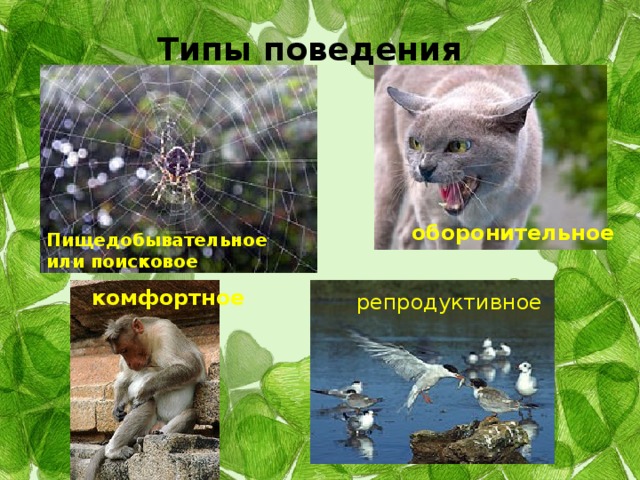 Типы поведения оборонительное Пищедобывательное или поисковое комфортное репродуктивное 