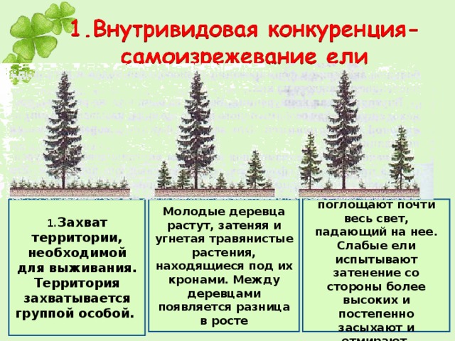 1. Захват территории, необходимой для выживания. Территория захватывается группой особой. Молодые деревца растут, затеняя и угнетая травянистые растения, находящиеся под их кронами. Между деревцами появляется разница в росте Кроны елей поглощают почти весь свет, падающий на нее. Слабые ели испытывают затенение со стороны более высоких и постепенно засыхают и отмирают. 