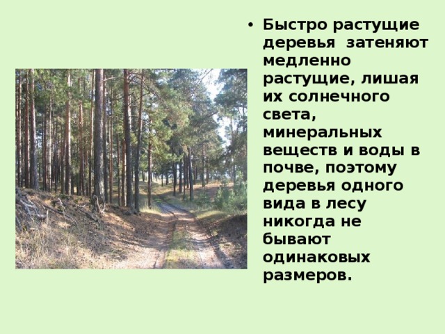 Быстро растущие деревья затеняют медленно растущие, лишая их солнечного света, минеральных веществ и воды в почве, поэтому деревья одного вида в лесу никогда не бывают одинаковых размеров. 