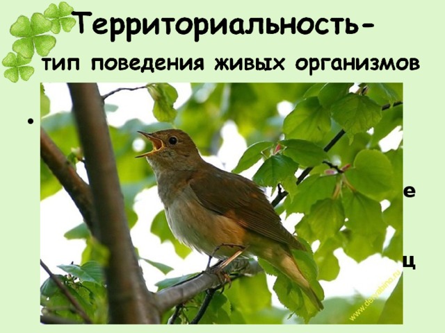 Территориальным называется поведение, связанное с делением доступной территории на индивидуальные участки. Оно включает выделение индивидуального участка, маркировку его границ и охрану от других особей. 