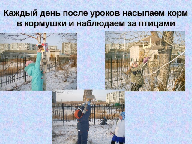 Каждый день после уроков насыпаем корм в кормушки и наблюдаем за птицами 