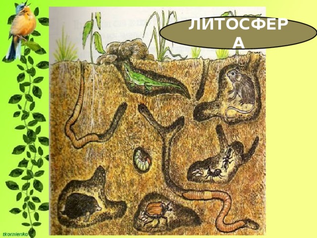 ЛИТОСФЕРА 