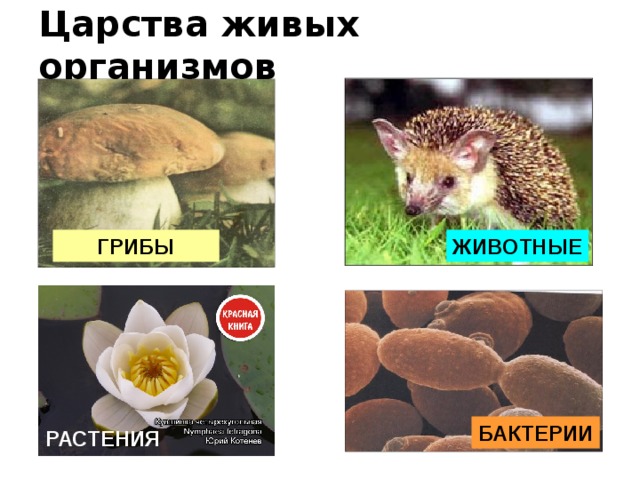Царства живых организмов ГРИБЫ ЖИВОТНЫЕ БАКТЕРИИ РАСТЕНИЯ  