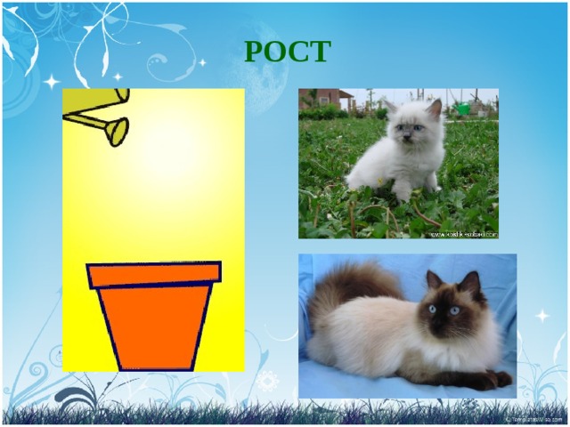 РОСТ 
