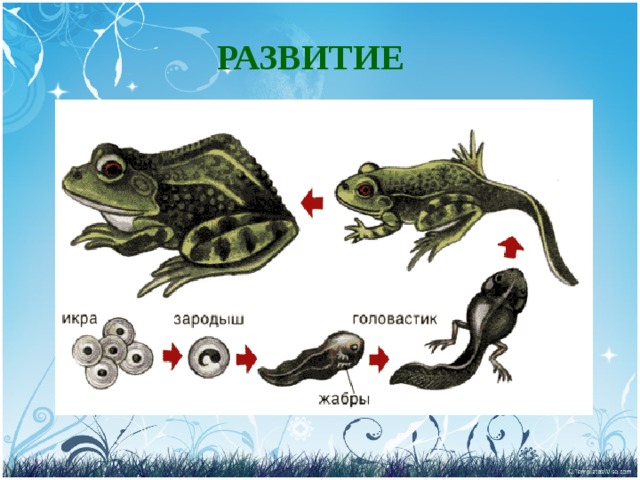 РАЗВИТИЕ 