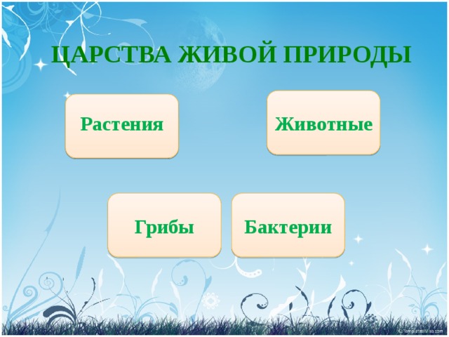 ЦАРСТВА ЖИВОЙ ПРИРОДЫ Растения Животные Бактерии Грибы 