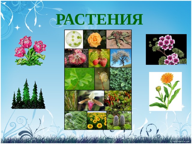 РАСТЕНИЯ 