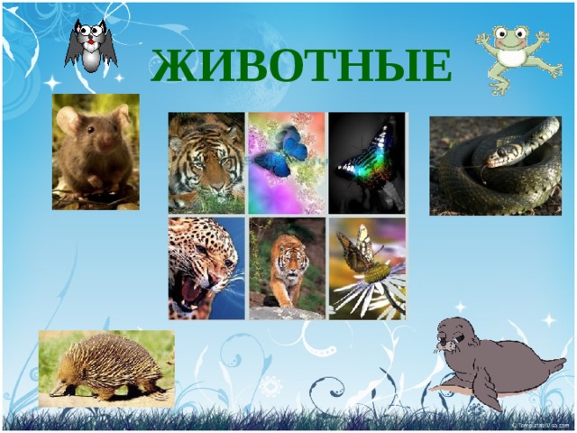 ЖИВОТНЫЕ 