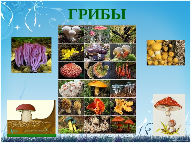 ГРИБЫ 