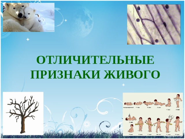 ОТЛИЧИТЕЛЬНЫЕ ПРИЗНАКИ ЖИВОГО 