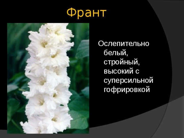 Франт  Ослепительно белый, стройный, высокий с суперсильной гофрировкой 