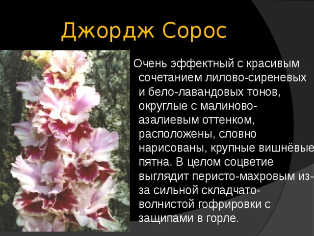 Джордж Сорос  Очень эффектный с красивым сочетанием лилово-сиреневых и бело-лавандовых тонов, округлые с малиново-азалиевым оттенком, расположены, словно нарисованы, крупные вишнёвые пятна. В целом соцветие выглядит перисто-махровым из-за сильной складчато-волнистой гофрировки с защипами в горле. 