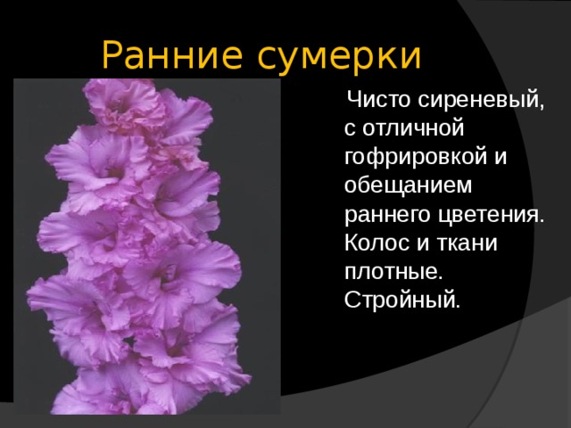Ранние сумерки  Чисто сиреневый, с отличной гофрировкой и обещанием раннего цветения. Колос и ткани плотные. Стройный. 