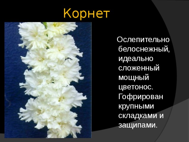 Корнет  Ослепительно белоснежный, идеально сложенный мощный цветонос. Гофрирован крупными складками и защипами. 