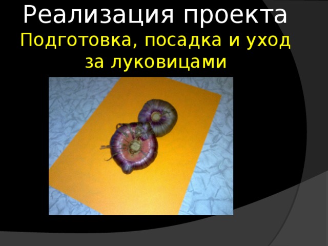 Реализация проекта  Подготовка, посадка и уход за луковицами   