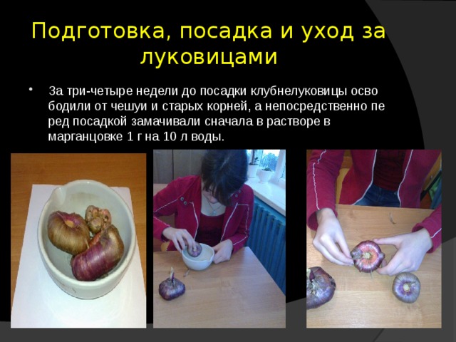 Подготовка, посадка и уход за луковицами За три-четыре недели до посадки клубнелуковицы осво­бодили от чешуи и старых корней, а непосредственно пе­ред посадкой замачивали сначала в растворе в марганцовке 1 г на 10 л воды. 