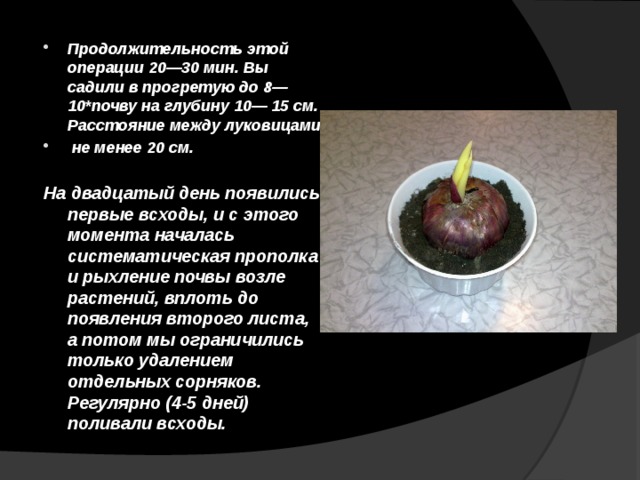 Продолжительность этой операции 20—30 мин. Вы­садили в прогретую до 8— 10*почву на глубину 10— 15 см. Расстояние между луковицами  не менее 20 см. На двадцатый день появились первые всходы, и с этого момента началась системати­ческая прополка и рыхление почвы возле растений, вплоть до появления второго листа, а потом мы ограничились только удалением отдельных сорняков. Регулярно (4-5 дней) поливали всходы. 