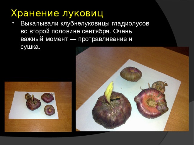 Хранение луковиц   Выкапывали клубнелуковицы гладиолусов во второй половине сентября. Очень важный момент — протравливание и сушка. 