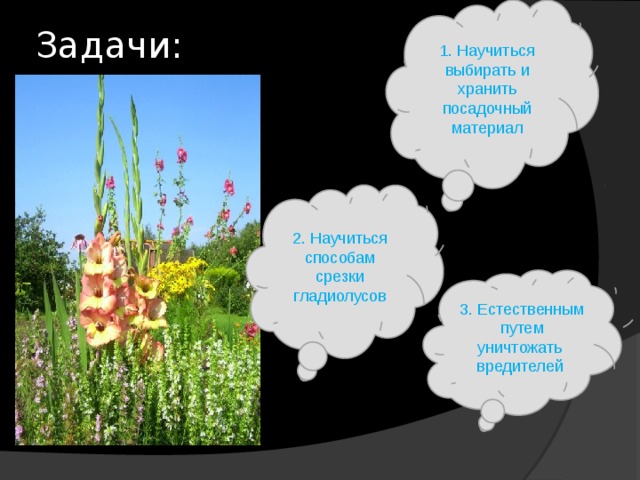 1. Научиться выбирать и хранить посадочный материал Задачи:   2. Научиться способам срезки гладиолусов 3. Естественным путем уничтожать вредителей 