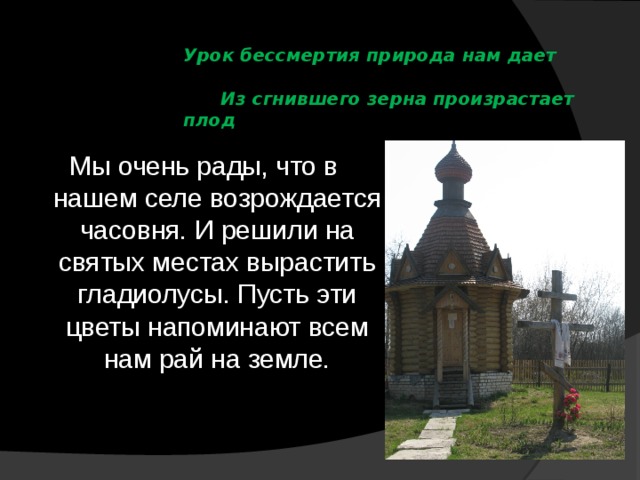 Урок бессмертия природа нам дает  Из сгнившего зерна произрастает плод   Мы очень рады, что в нашем селе возрождается часовня. И решили на святых местах вырастить гладиолусы. Пусть эти цветы напоминают всем нам рай на земле. 