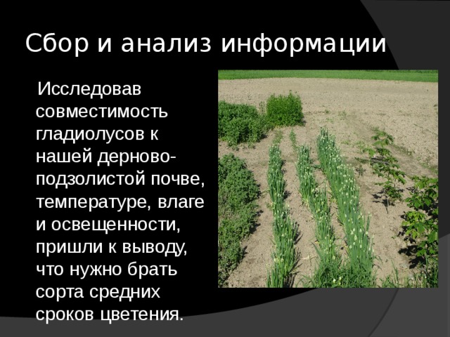 Сбор и анализ информации  Исследовав совместимость гладиолусов к нашей дерново-подзолистой почве, температуре, влаге и освещенности, пришли к выводу, что нужно брать сорта средних сроков цветения. 