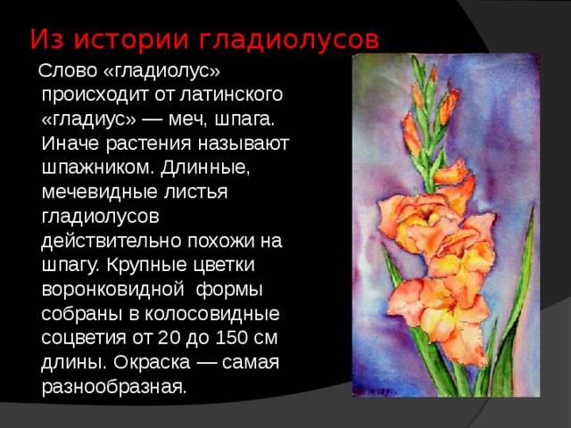 Из истории гладиолусов    Слово «гладиолус» происходит от латинского «гладиус» — меч, шпага. Иначе растения называют шпажником. Длинные, мечевидные листья гладиолусов действительно похожи на шпагу. Крупные цветки воронковидной формы собраны в колосовидные соцветия от 20 до 150 см длины. Окраска — самая разнообразная. 