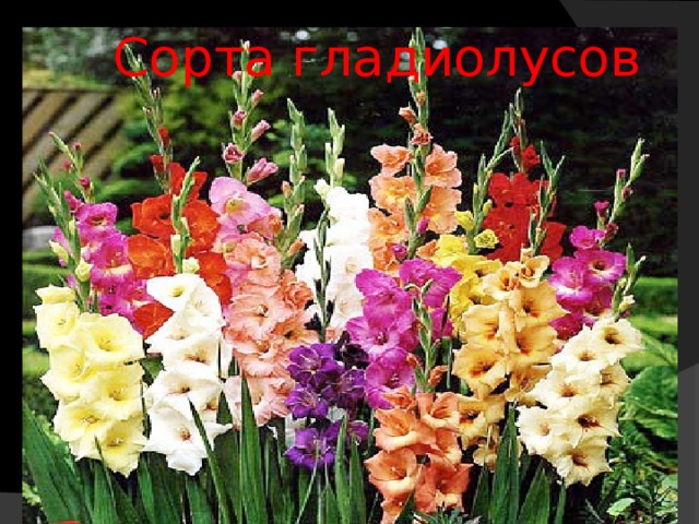  Сорта гладиолусов 