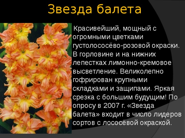 Звезда балета  Красивейший, мощный с огромными цветками густолососёво-розовой окраски. В горловине и на нижних лепестках лимонно-кремовое высветление. Великолепно гофрирован крупными складками и защипами. Яркая срезка с большим будущим! По опросу в 2007 г. «Звезда балета» входит в число лидеров сортов с лососёвой окраской. 