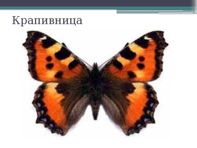 Крапивница 
