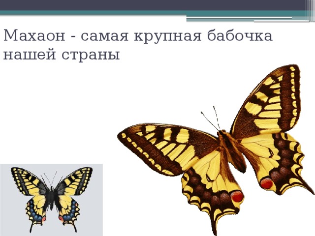 Махаон - самая крупная бабочка нашей страны 