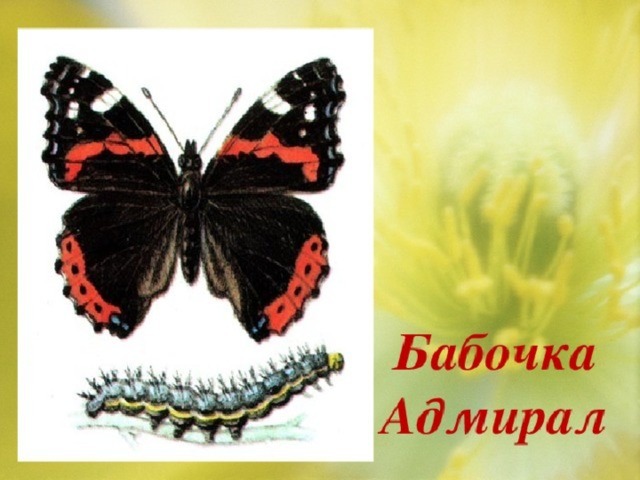 Адмирал – бабочка путешественница, Эти бабочки совершают перелёты на огромные расстояния, это единственная перелётная бабочка. 