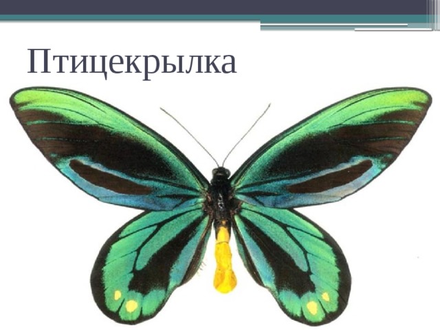 Птицекрылка Александра-  самая крупная бабочка в мире, размах крыльев 32см 