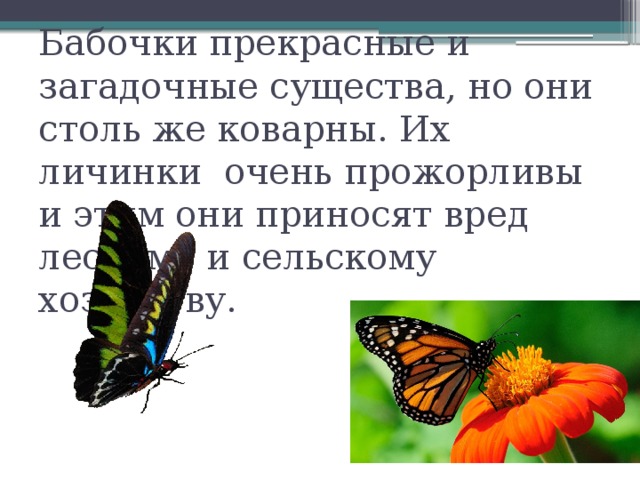Бабочки прекрасные и загадочные существа, но они столь же коварны. Их личинки очень прожорливы и этим они приносят вред лесному и сельскому хозяйству. 