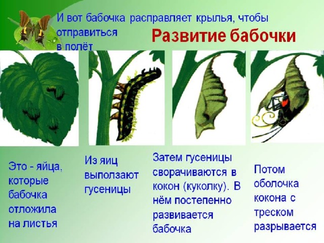 Развитие бабочек 