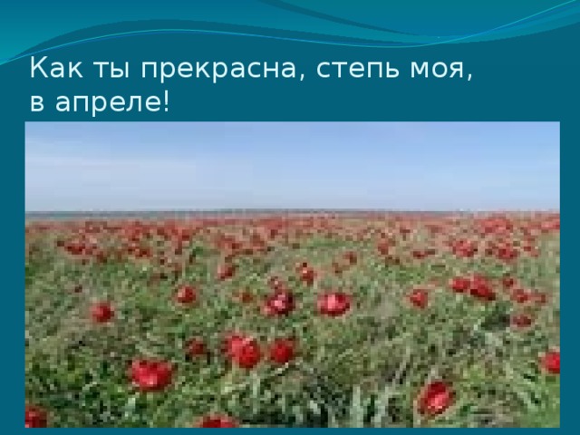 Как ты прекрасна, степь моя,  в апреле! 