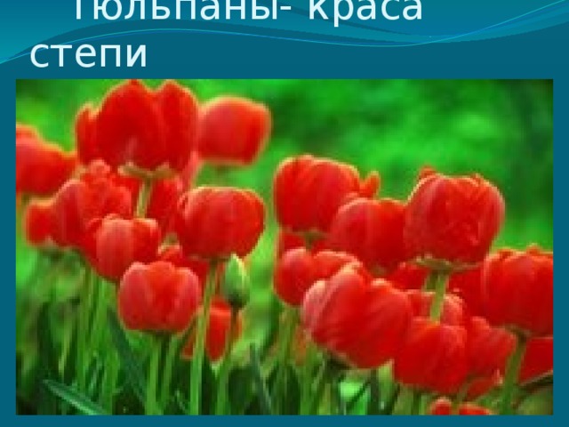  Тюльпаны- краса степи 