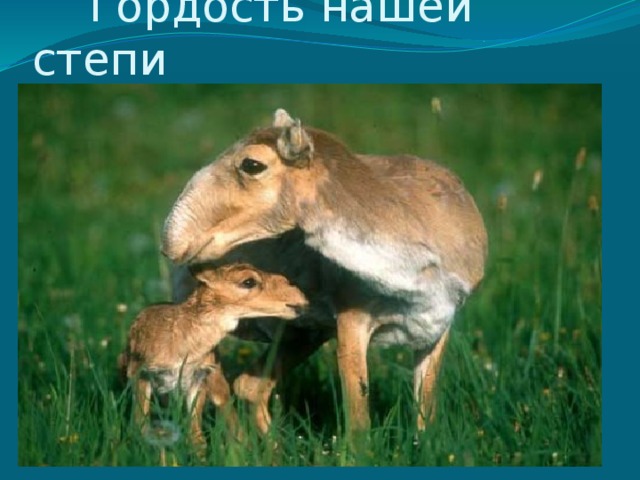  Гордость нашей степи 