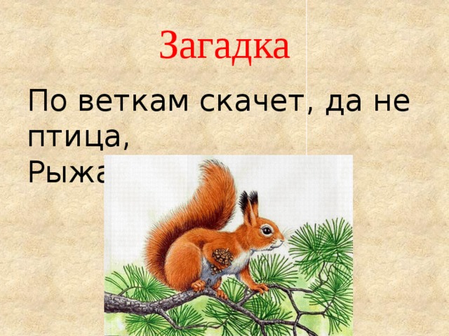 Загадка По веткам скачет, да не птица,  Рыжая, а не лисица. 