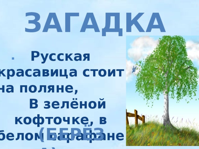 ЗАГАДКА   .  Русская красавица стоит на поляне, В зелёной кофточке, в белом сарафане   (БЕРЁЗА) 