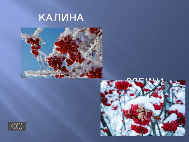  КАЛИНА  РЯБИНА 