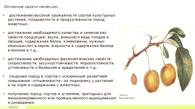  Основные задачи селекции:  достижение высокой урожайности сортов культурных растений, плодовитости и продуктивности пород животных. достижение необходимого качества и химических свойств продукции: вкуса, внешнего вида плодов и овощей, содержания белка, клейковины, нужных аминокислот в зерне, жирности и содержания белков в молоке и т.д.; достижение необходимых физиологических свойств: скороспелости, засухоустойчивости, морозостойкости, устойчивости к болезням и вредителям и т.д.;  создание пород и сортов с ускоренным развитием: повышение «отзывчивости» на подкормку у растений и на корм и содержание у животных; получение пород, сортов и штаммов, пригодных для механизированного или промышленного выращивания и разведения. 2/12/19 