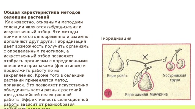 Общая характеристика методов селекции растений  Как известно, основными методами селекции являются гибридизация и искусственный отбор. Эти методы применяются одновременно и взаимно дополняют друг друга. Гибридизация дает возможность получить организмы с определенным генотипом, а искусственный отбор позволяет отобрать организмы с определенными внешними признаками (фенотипом) и продолжить работу по их закреплению. Кроме того в селекции растений применяется метод прививок. Это позволяет искусственно объединить части разных растений для дальнейшей селекционной работы. Эффективность селекционной работы зависит от разнообразия исходного материала. Гибридизация 2/12/19 